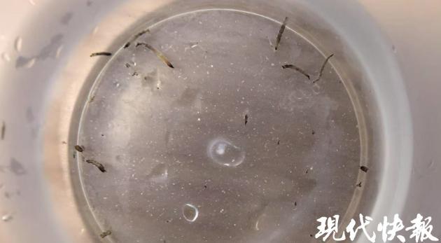 8岁女童持续呕吐活虫一个多月